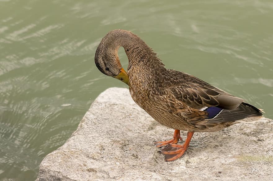 Rouen Duck, stein, innsjø, and, fugl, vannfugler, vannfugl, akvatisk fugl, dyr, vann
