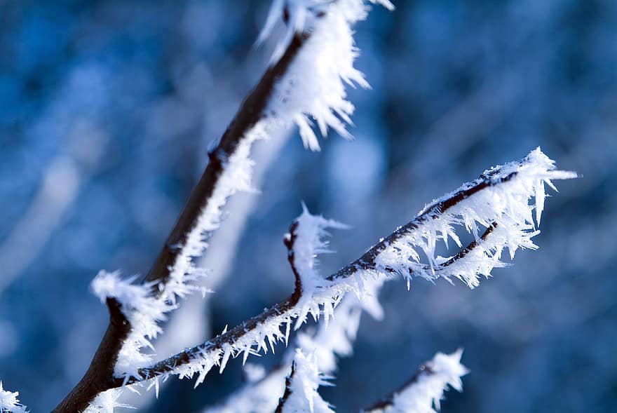 Winter, Frost, Hoarfrost, Macro, snow, branch, blue, season, ice, close-up, tree