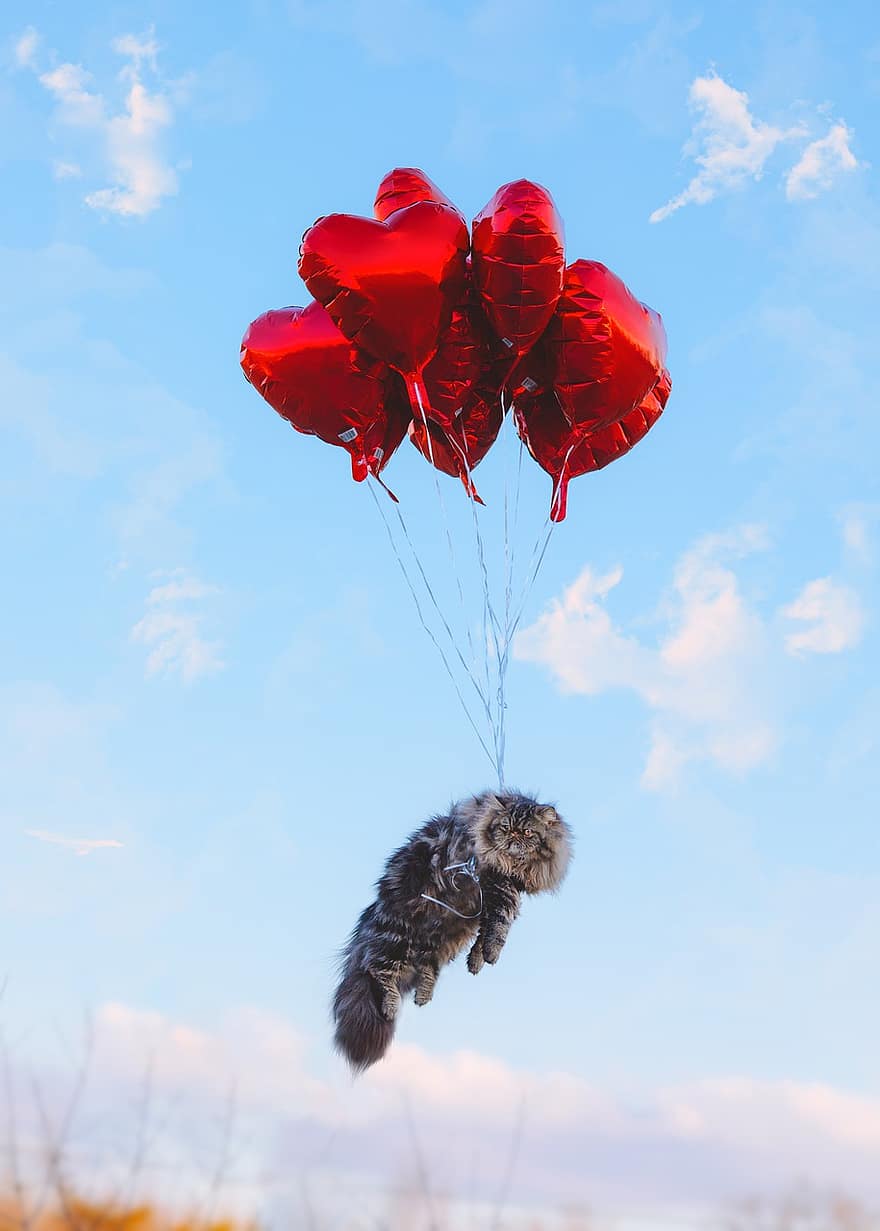 Balloons, Floating, Cat, Persian Cat, Feline, Heart, Shape, Sky, Clouds, Animal, Pet