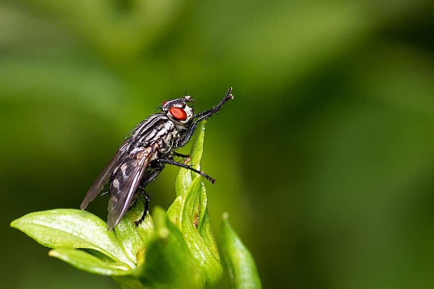 fly, insekt, dyr, bevinget insekt, natur, entomologi, makro, dyreliv