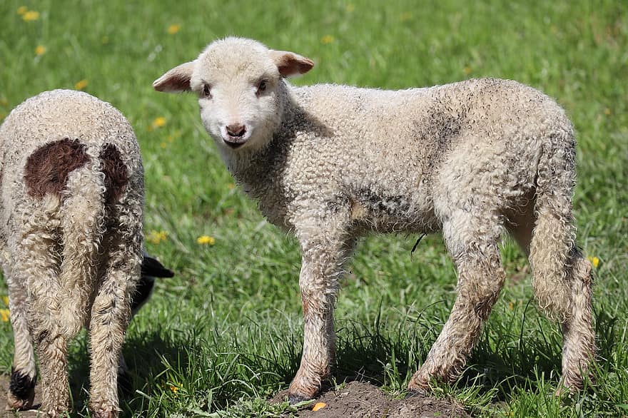 animal, ovelha, lã, espécies, fauna, pasto, Fazenda, grama, pecuária, agricultura, cena rural