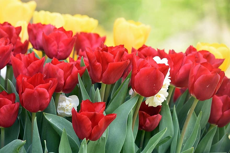 тюльпани, квіти, рослини, поле, весна, цвітіння, флора, природи, тюльпан, Рослина, квітка