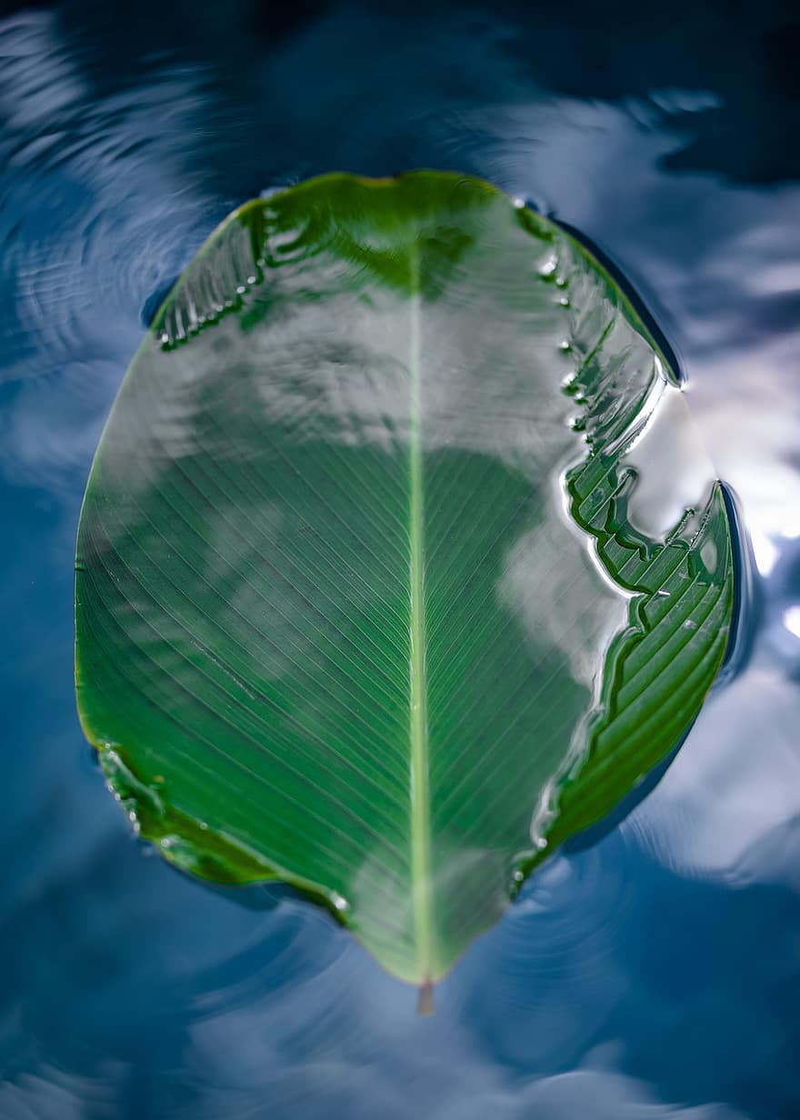Leaf, Lake, green color, water, close-up, plant, freshness, environment, backgrounds, reflection, summer