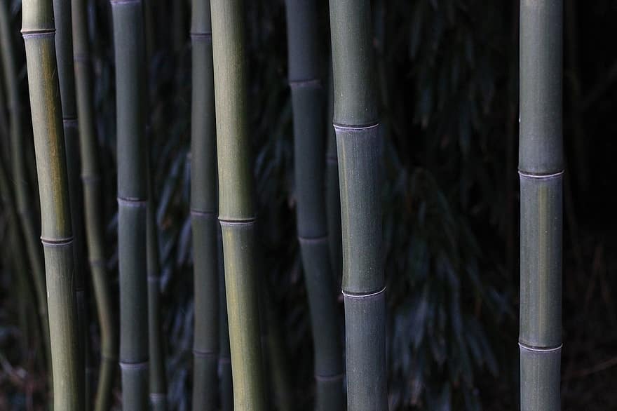 bambus, les, zen, Japonsko, detail, pozadí, list, vzor, rostlina, abstraktní, strom
