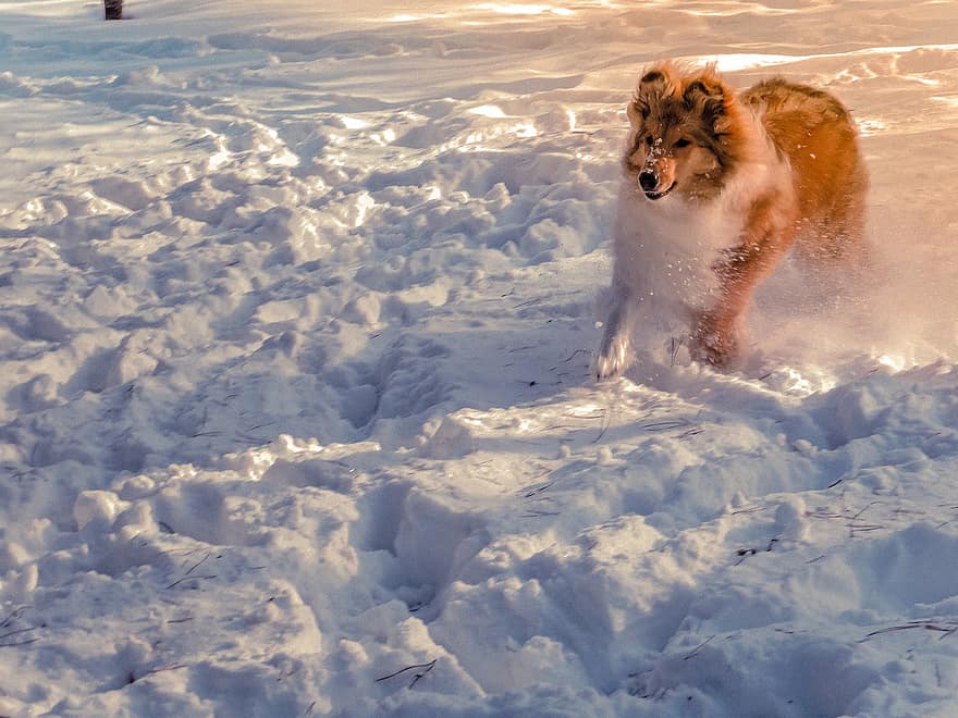 hond, ruige collie, sneeuw, veld-, spelen, speels, speelse hond, hondenras, rasecht, koude, actief