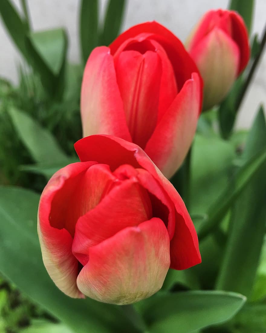 virág, tulipán, csokor, tavaszi, természet