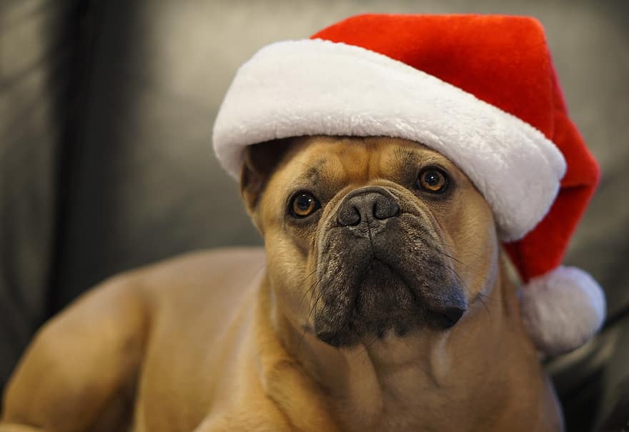 Kalėdos, prancūzų buldogas, šuo, santa skrybėlę, fonas, gyvūnų portretas, portretas, mielas, linksma, juokinga, ant sofos
