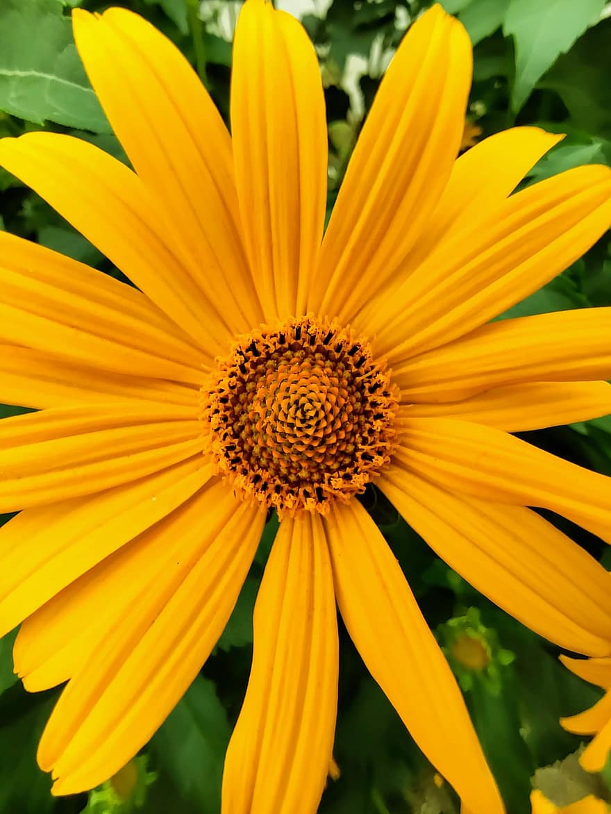 Blume, Gelb, Sonnenblume, Natur, blühen, Sommer-, Pflanze, Orange, ein, Einer, Leben