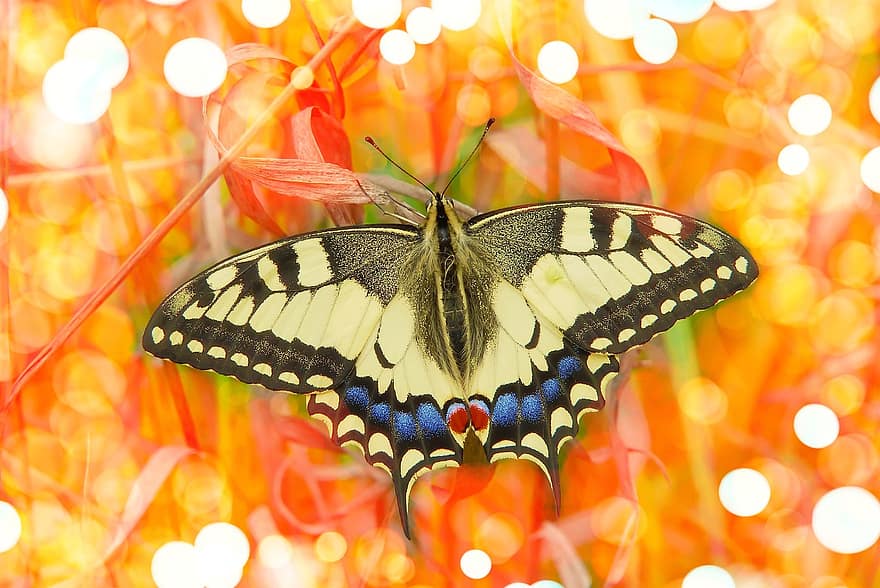 раздвоенный хвост, бабочка, насекомое, животное, крылья, беспозвоночный, членистоногие, прекрасный, среда, природа, боке