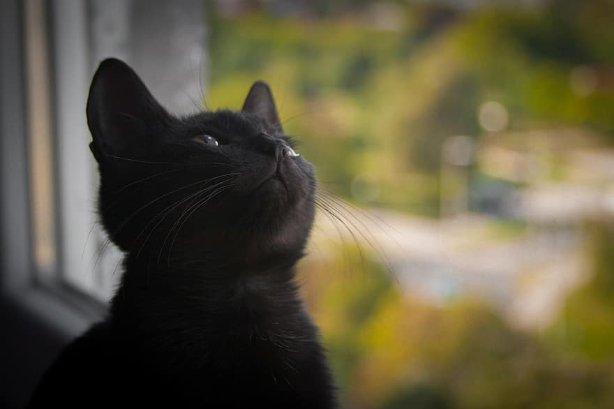 кошка, котенок, домашнее животное, черный кот, Китти, молодой кот, животное, Домашняя кошка, кошачий, млекопитающее, милый