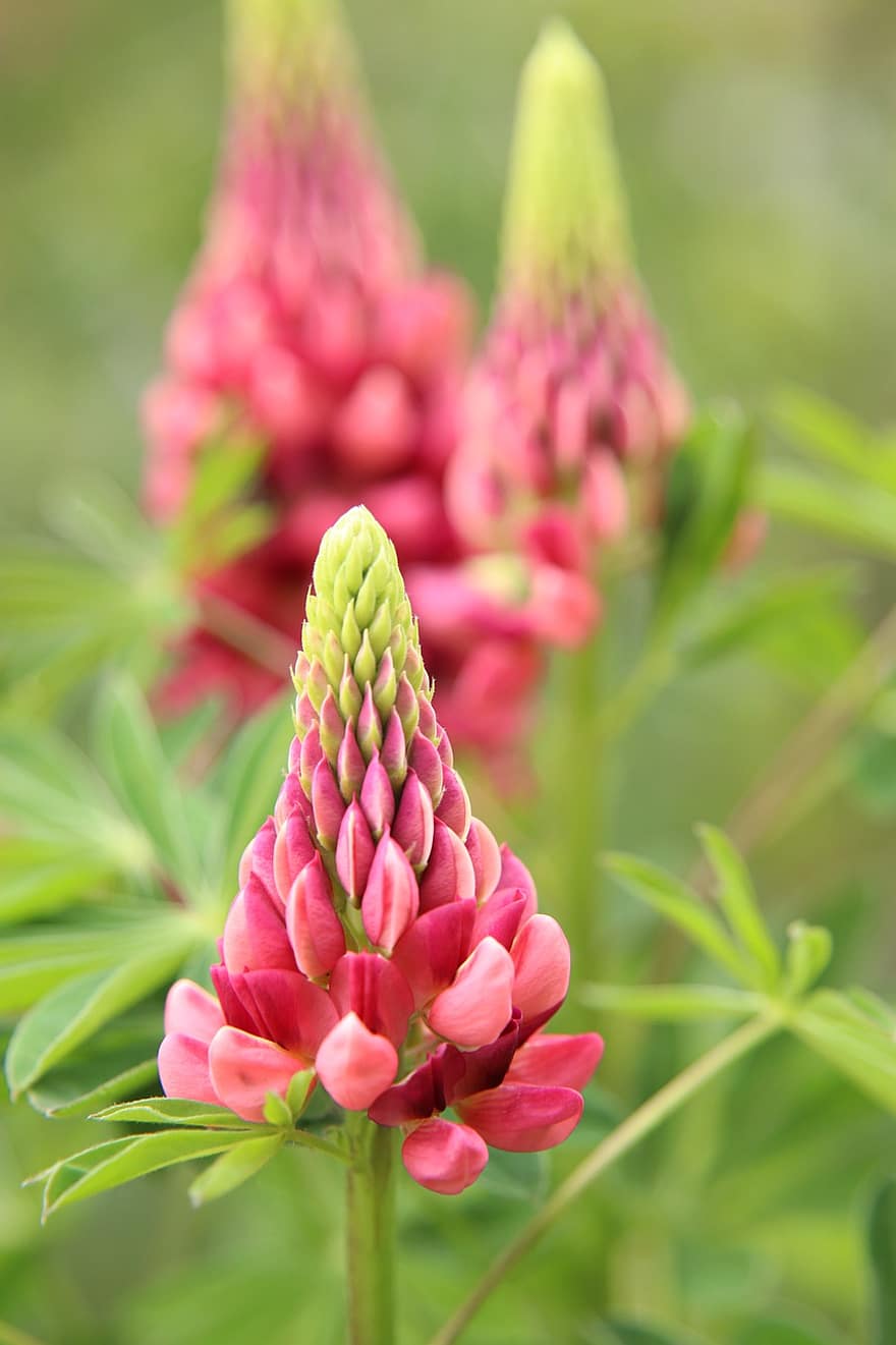Lupins, Pink Lupins, Pink Flowers, Flowers, Nature, Garden, close-up, plant, leaf, flower, flower head