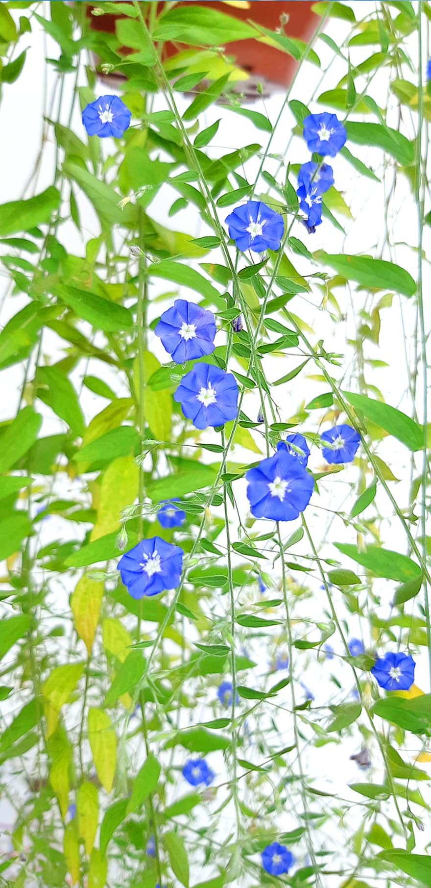 Glória da manhã, flores, plantar, flores azuis, pétalas, flor, sai, Primavera, jardim, natureza