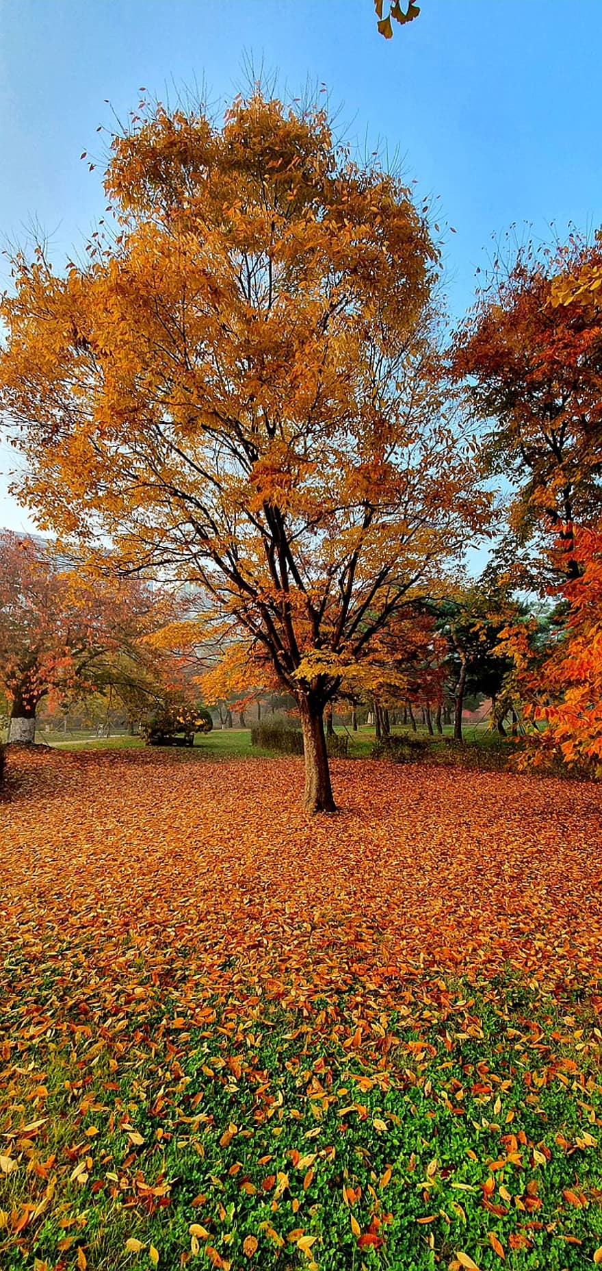 fa, park, esik, ősz, levelek, őszi levelek, lombozat, tájkép, természet, Il-san, sárga