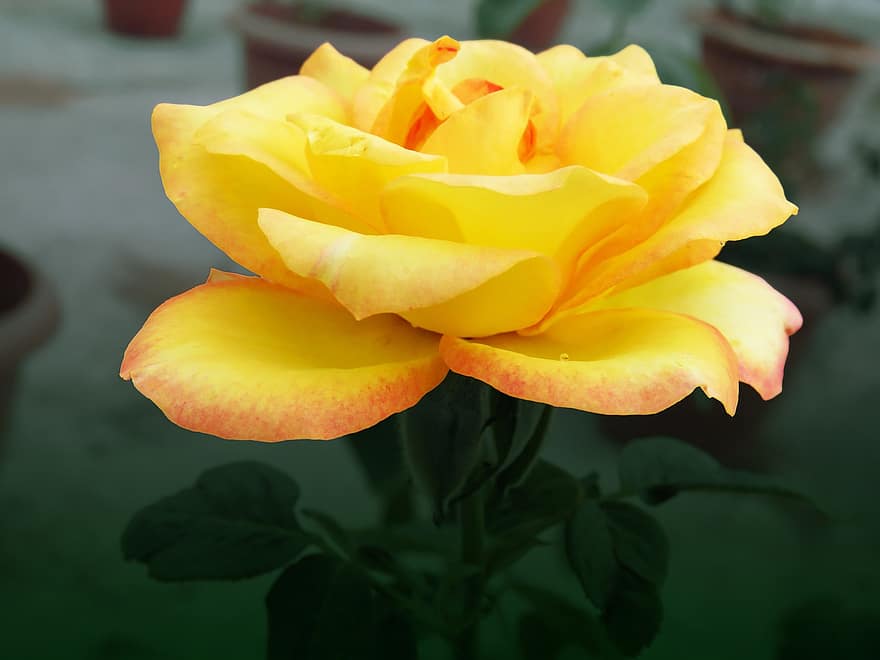 黄色いバラ、ローズ、黄色い花、花、花びら、工場、自然、庭園、ロマンチック、黄