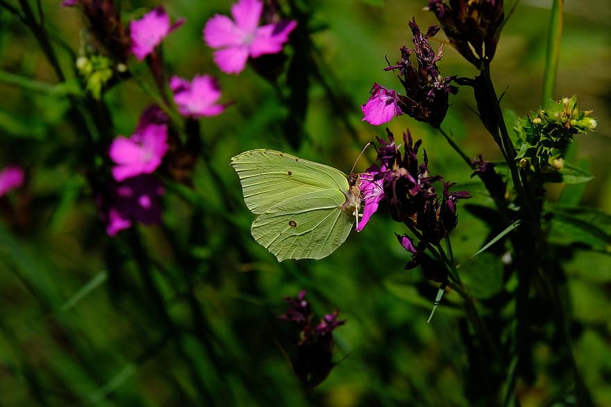 papillon, gonepteryx rhamni, les pieridae, ailes, fleurs, pétales