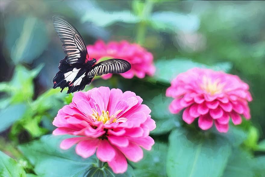 fluture, roz flori, grădină, primăvară, vară, plantă, verde, natură, flori de vară, insectă