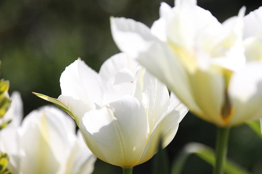 weiße Tulpen, Tulpen, weiße Blumen, Frühling, blühen, Garten, Flora, Blüten, Blumenbeet, Blume, Pflanze