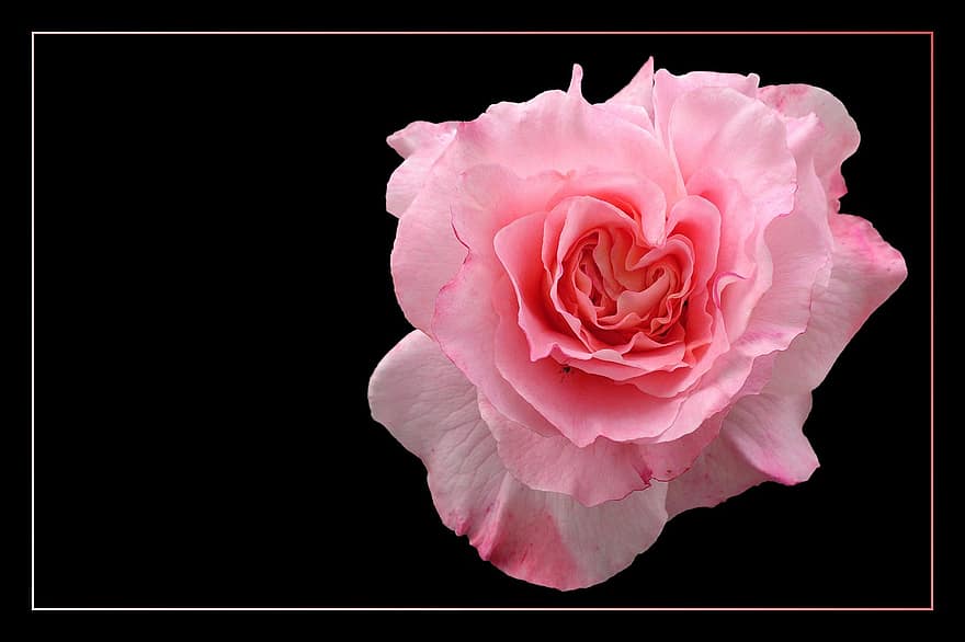 Rosa, floribunda, flor rosa, flor, floración