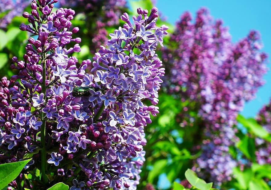 フラワーズ、紫色の花、庭園、春、自然、紫の、工場、花、夏、閉じる、葉