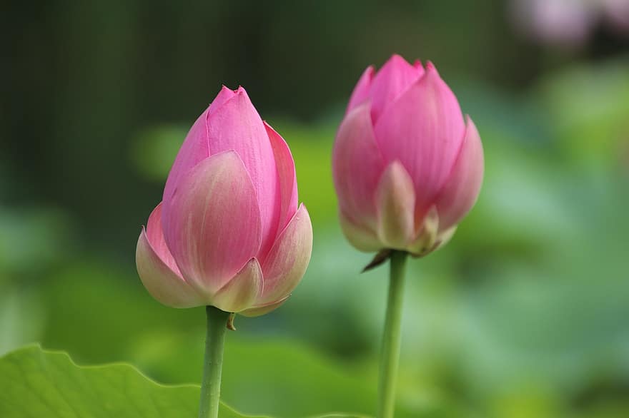 Lotus, Flower, Bud, Plant, Petals, Water Lily, Aquatic Plant, Blooming, Blossoming, Flora, Pond