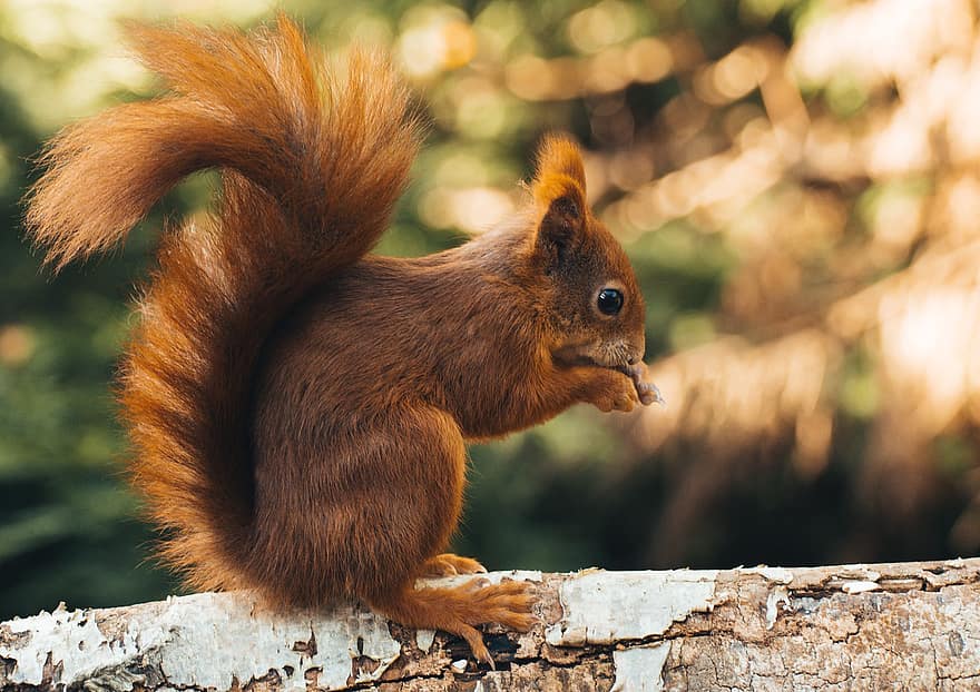 mókus, rágcsáló, állat, vörös mókus, vadvilág, vadon élő állatok, aranyos, szőrme, erdő, közelkép, fa