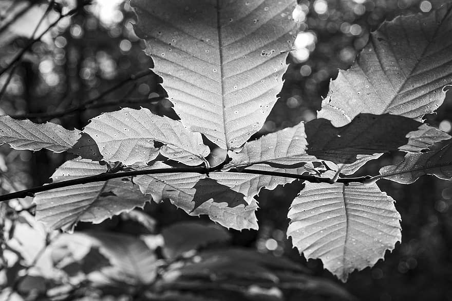 hojas de castaño, hojas, follaje, bosque, naturaleza