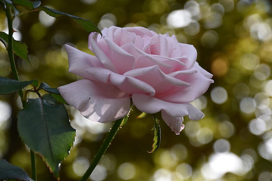 गुलाब का फूल, फूल, पौधा, गुलाबी गुलाब, गुलाबी फूल, पंखुड़ियों, फूल का खिलना, पत्ते, प्रकृति, bokeh
