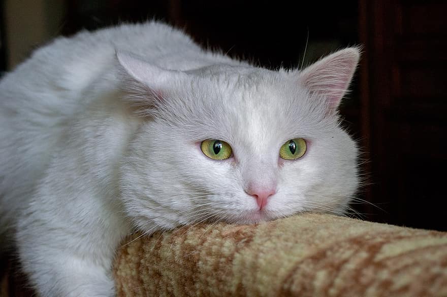 Bolyhos fehér macska, macska, házi kedvenc, bolyhos macska, fehér macska, állat, macskaféle, emlős, aranyos macska, imádnivaló macska, házimacska