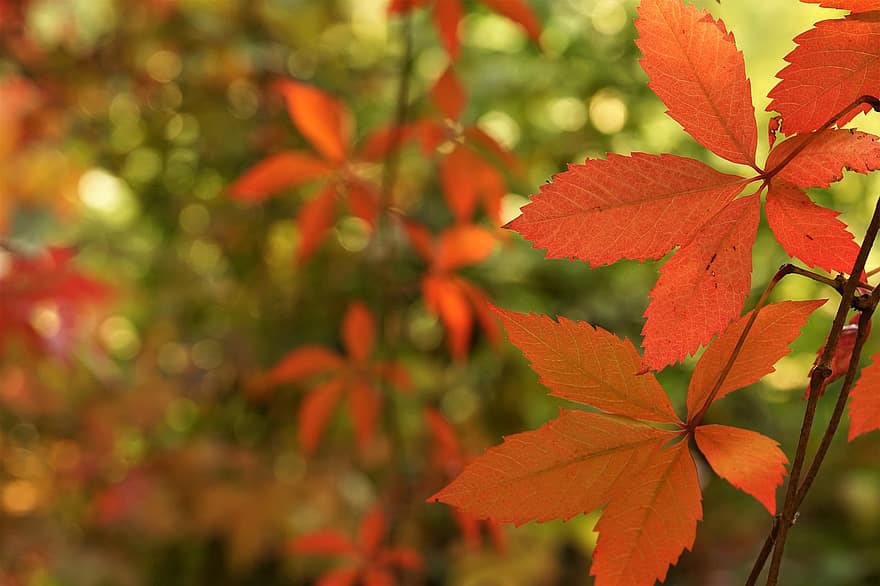 листья, осень, природа, лес, парк, падать, время года