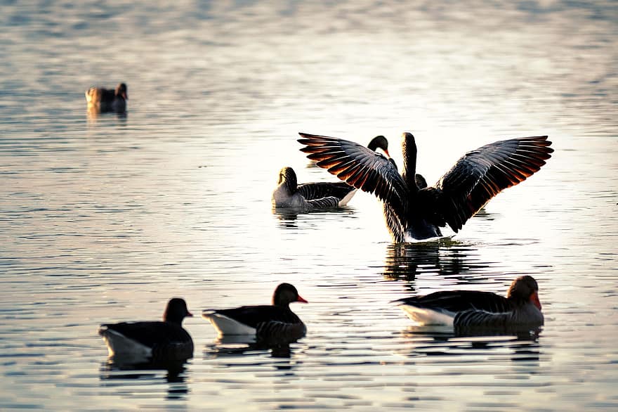 ördekler, kuşlar, su kuşları, göl, nehir, kanatlar, çarpıntı, uçan, yüzmek, Su, doğa