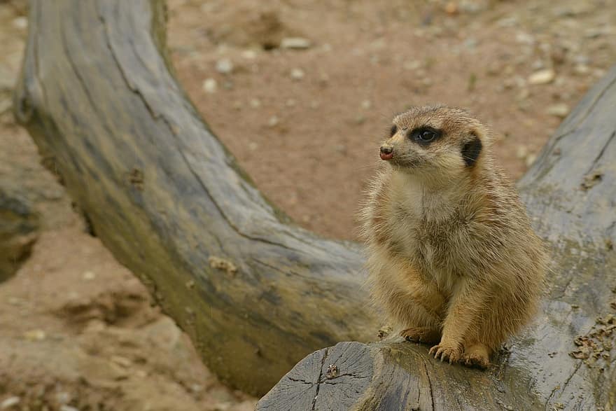 meerkat, animale, zoo, recinzione esterna, pelliccia, carina, zoologia, mandria, piccolo, animali allo stato selvatico, mangusta