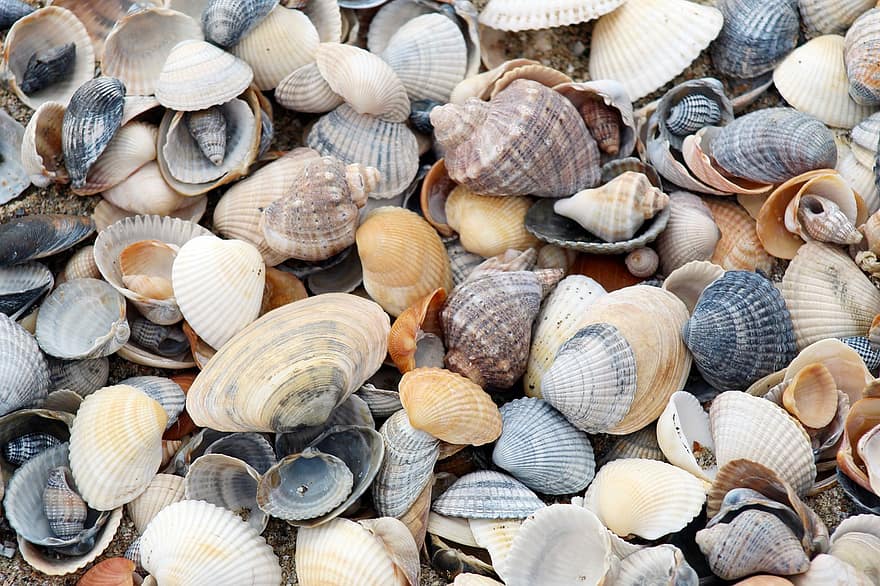 schelpen, zand, strand, clam, zeeschelp