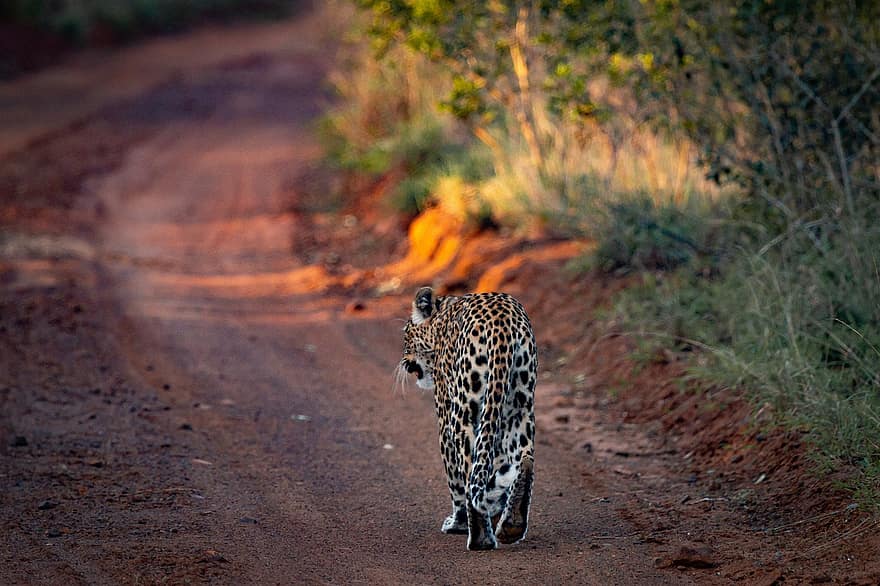 ヒョウ、動物、サファリ、哺乳類、大きな猫、野生動物、捕食者、動物相、荒野、ジャングル、ケニア
