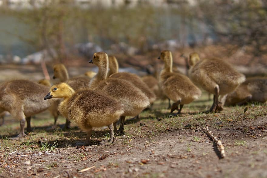 Goose, Chicks, Group, Cute, Birds