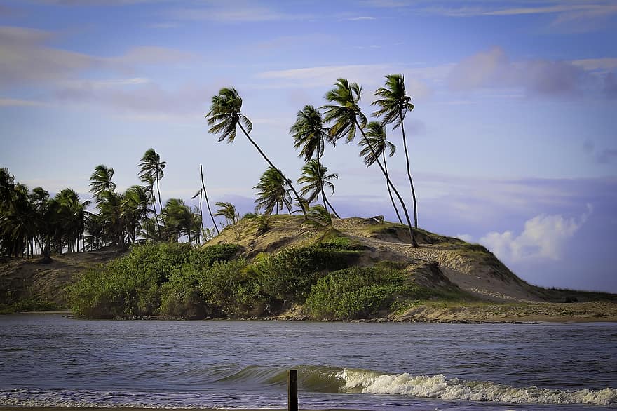 Beach, Ocean, Coconut Tree, Bay, Bahia, Rio, Lake, Hill, Nature, Landscape, Sand
