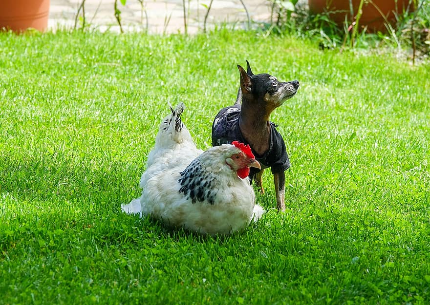 csirke, kutya, Csirke Kutyával, Prágai csörgő, fehér csirke, fekete kutya, kis kutya, háziállat, aranyos, baromfi, fű