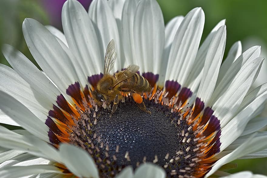 Honey Bee, Blossom, Bloom, Pollen, Nectar, Garden, Nature, Close Up, Flower, Collect, Pollination