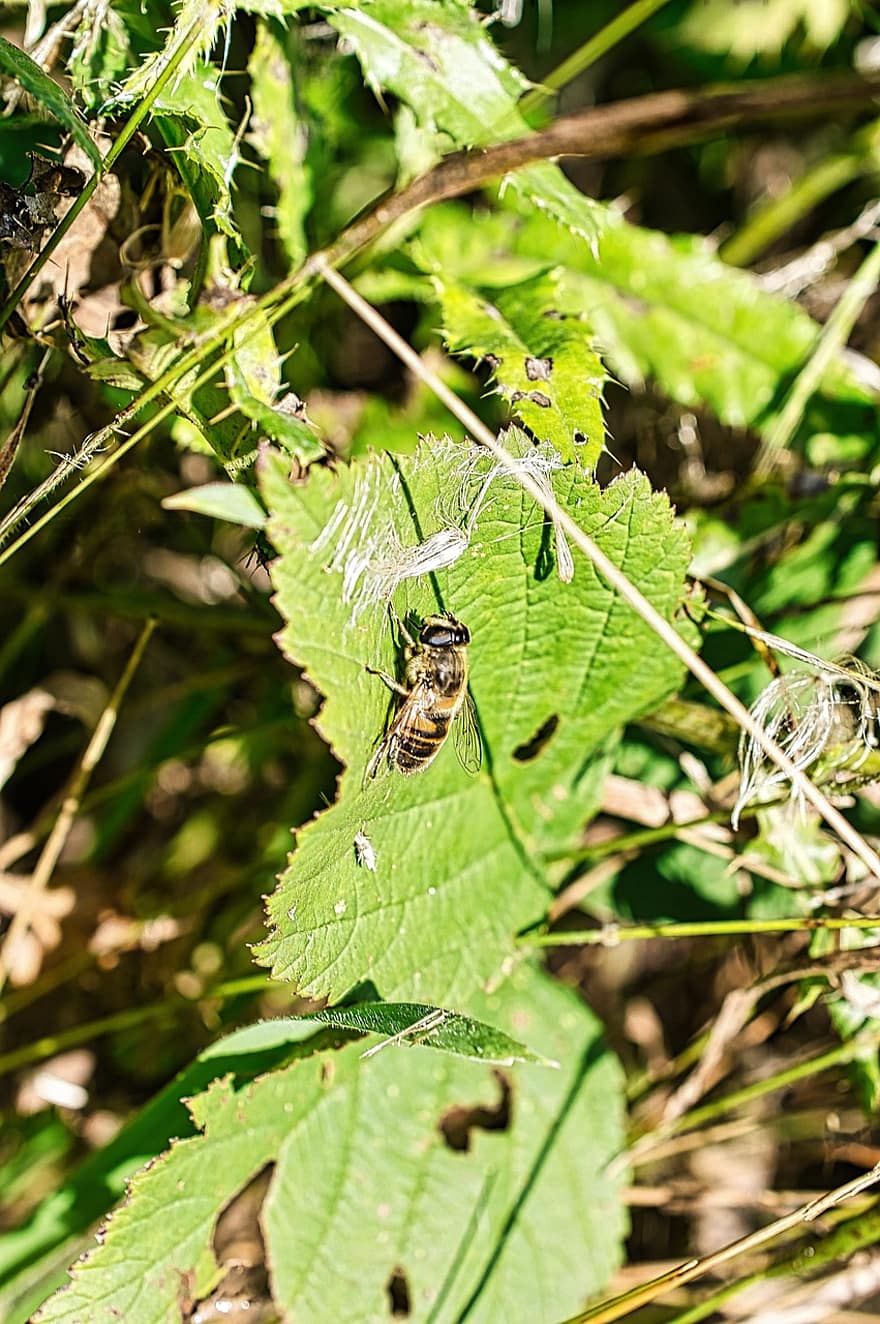 Bee, Insect, Leaves, Winged Insect, Wings, Nature, Hymenoptera, Entomology