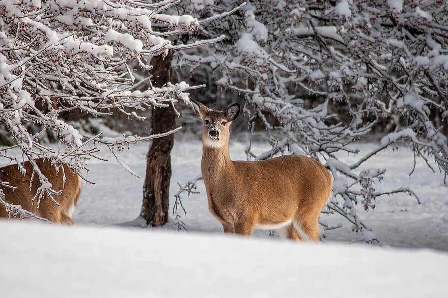 deer, animal, nature, mammal, wildlife, outdoor, field, beautiful, forest, buck, game