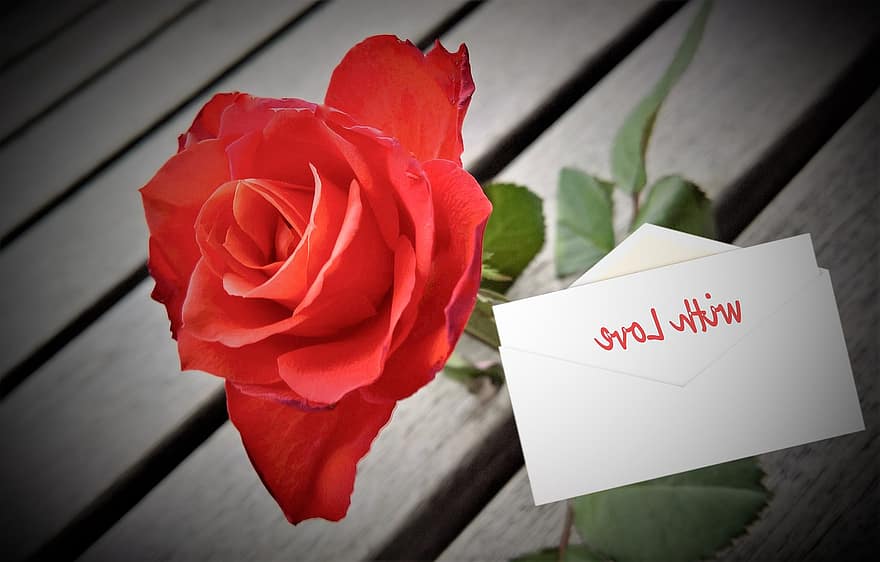 rózsa, virág, levél, vörös rózsa, ajándék, posta, boríték, növény, szeretet, románc