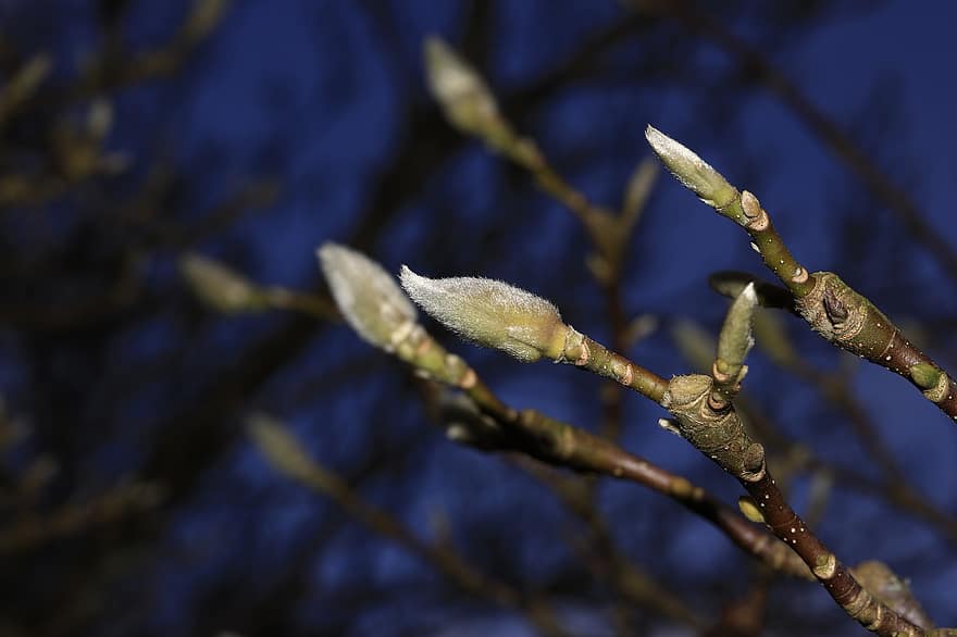 magnolia, brotes, ramas, botones florales, árbol, planta, de cerca, rama, hoja, macro, primavera