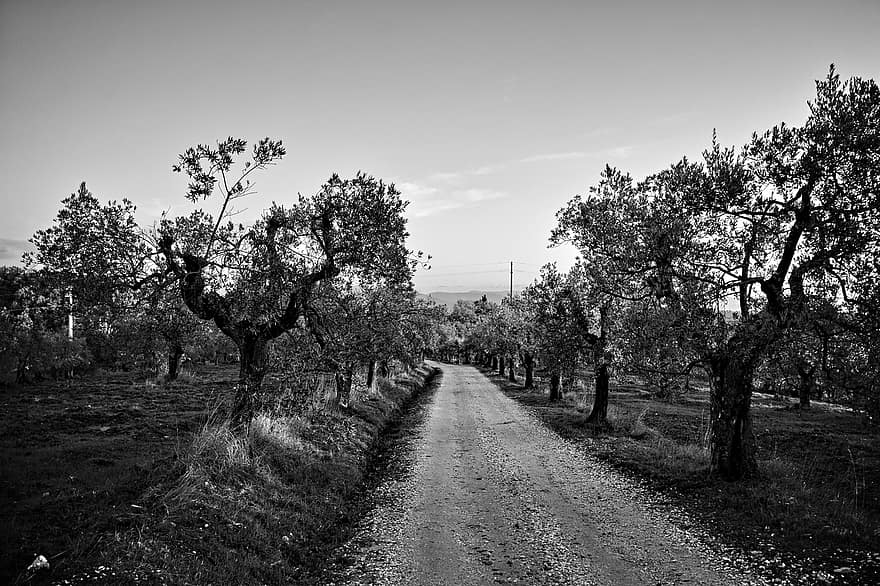 jalan tanah, Zaitun, pohon, jalan, jalan desa, pedesaan, Melalui Delle Tavarnuzze, chianti, florence, tuscany, Italia