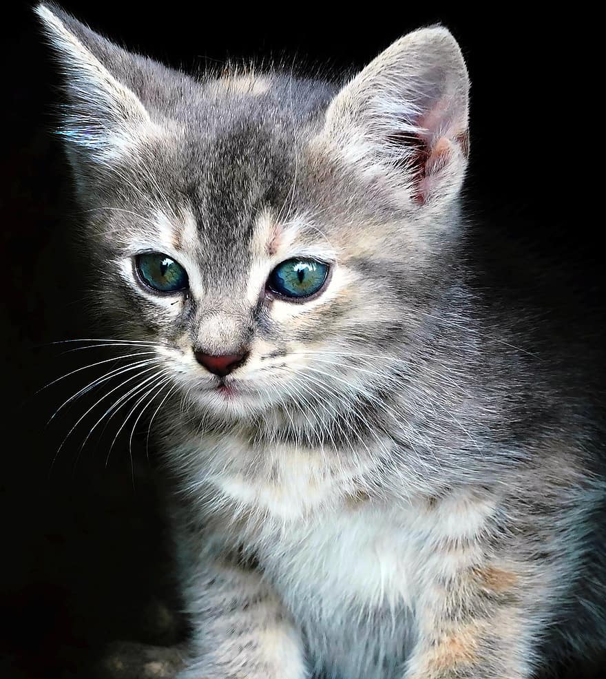 Kitty Portrait, Kitten, Fluffy, Pet, Feline, Domestic, Eyes, Adorable, White, Mammal, Young