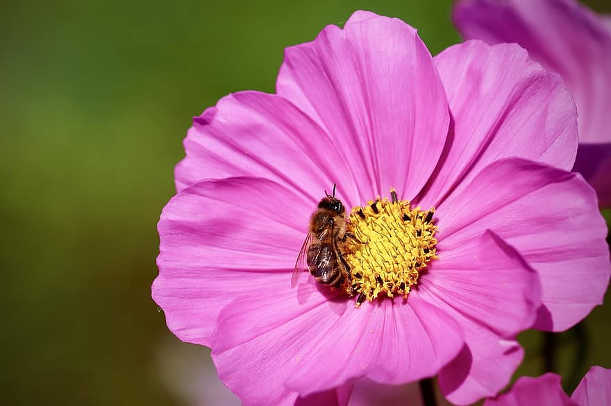 pszczoła, owad, kwiat, pszczoła miodna, zapylanie, kosmos, płatki, kwitnąć, roślina kwitnąca, roślina ozdobna, roślina