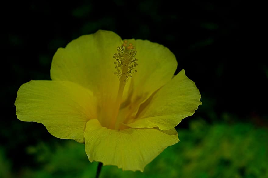 hibiscus, floare, floare galbenă, petale, galben petale, a inflori, inflori, floră, plantă, natură