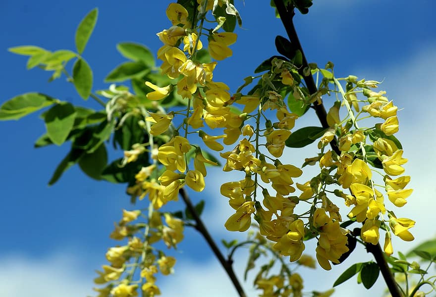 träd, laburnum, gula blommor, vår, blad, gul, gren, växt, sommar, närbild, springtime