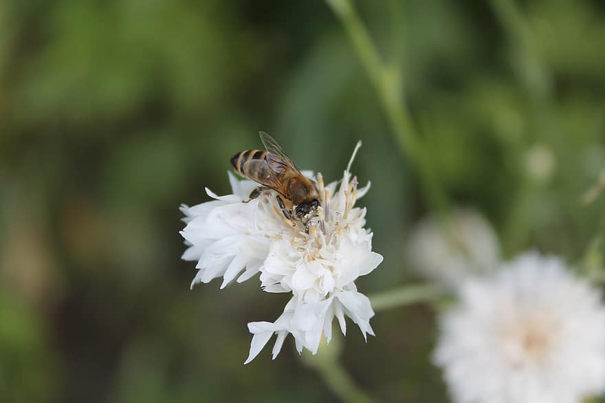 bi, pollen, insekt, bier, nektar, makro, flor, blomst, have, natur, bestøvning