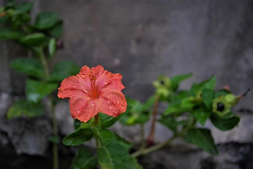 kwiat, fotografia
