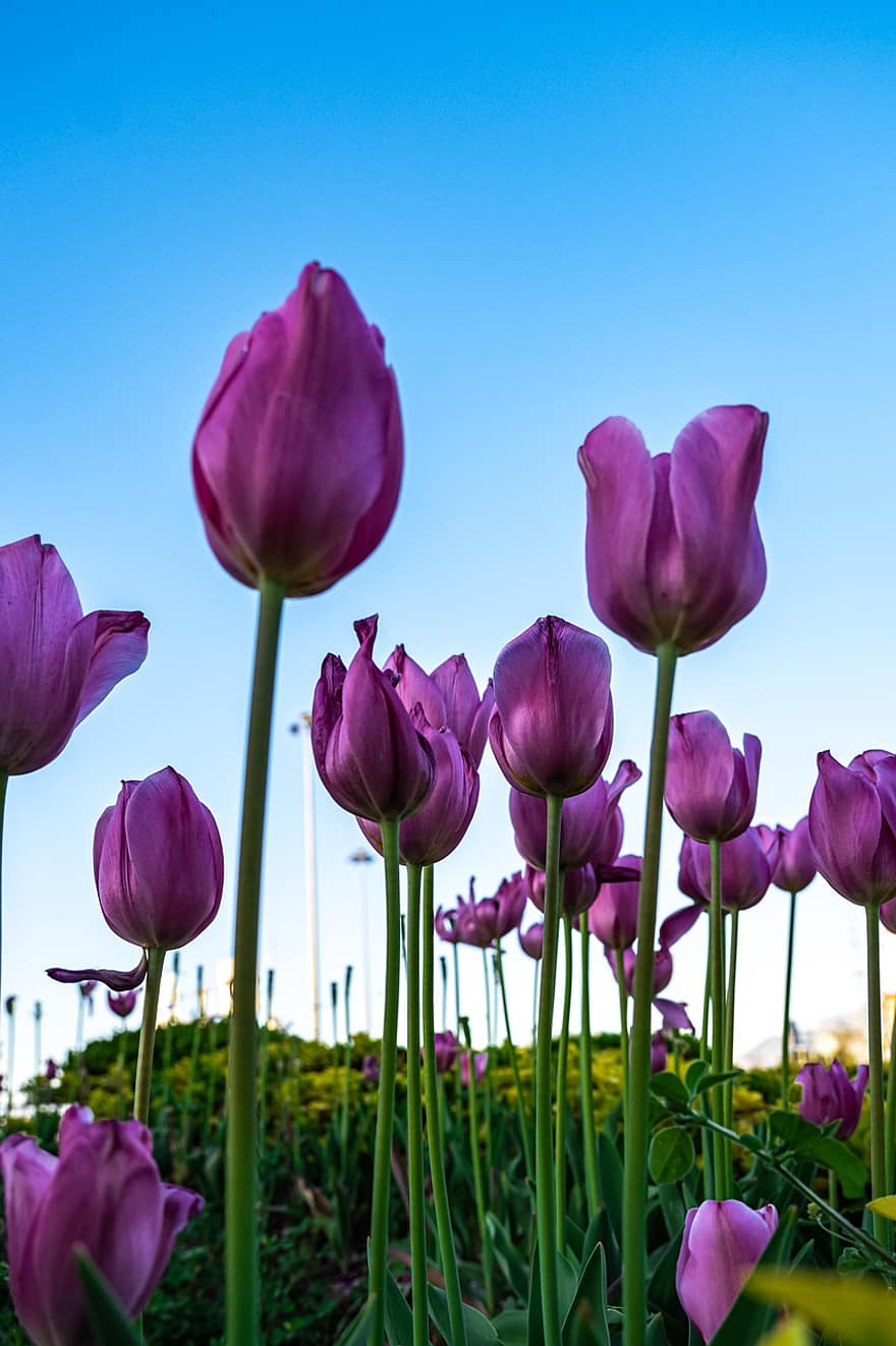 kwiaty, tulipany, pole, Natura, wiosna, sezonowy, kwiat, kwitnąć, płatki, tulipan, roślina