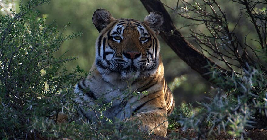 tiger, djur-, vilda djur och växter, däggdjur, stor katt, vilt djur, rovdjur, kattdjur, vildkatt, farlig, vild